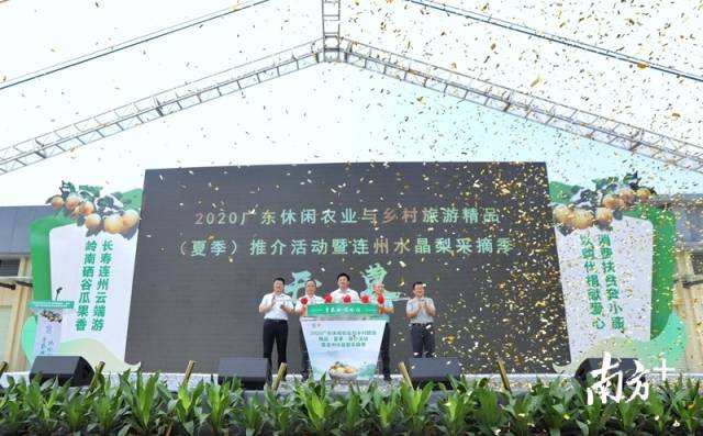 連州水晶梨采摘季正式開啟。梁素雅 攝