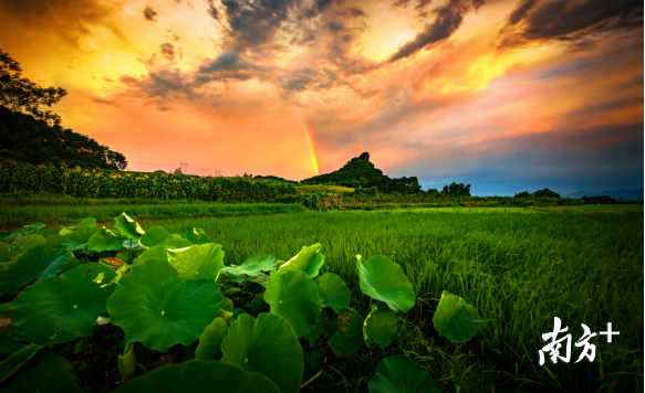 巾峰綠海。成堅強 攝